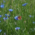 Centaurea cyanus