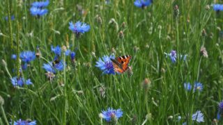 Centaurea cyanus