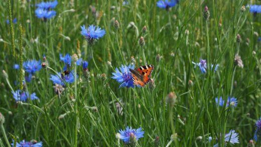 Centaurea cyanus
