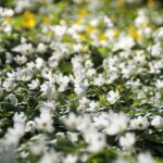 Anemone nemorosa