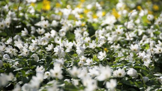 Anemone nemorosa