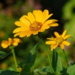 Bidens ferulifolia