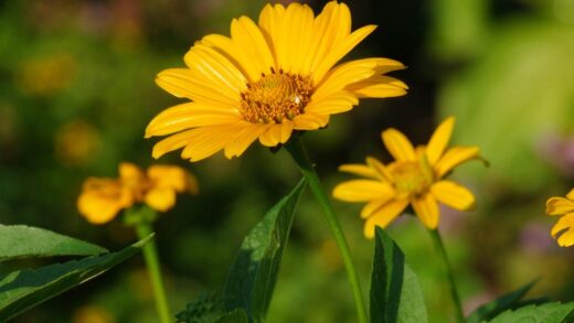 Bidens ferulifolia