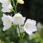 Campanula persicifolia