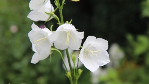 Campanula persicifolia