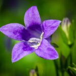 Campanula poscharskyana