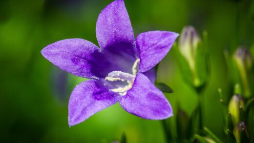 Campanula poscharskyana