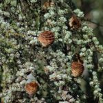 Cedrus atlantica