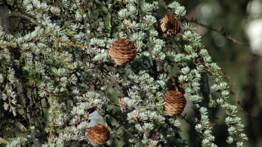 Cedrus atlantica