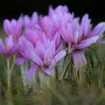 Colchicum cilicicum