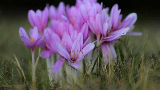 Colchicum cilicicum