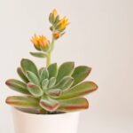 Echeveria pulvinata