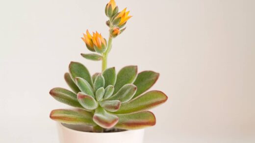 Echeveria pulvinata