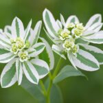 Euphorbia marginata