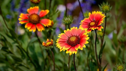 Gaillardia