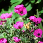 Geranium x cantabrigiense