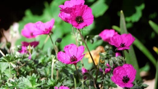Geranium x cantabrigiense
