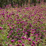 Gomphrena globosa