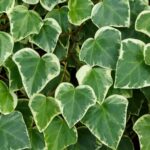 Hedera algeriensis