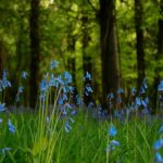 Hyacinthoides non-scripta
