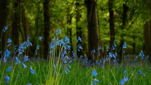 Hyacinthoides non-scripta