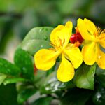 Hypericum androsaemum