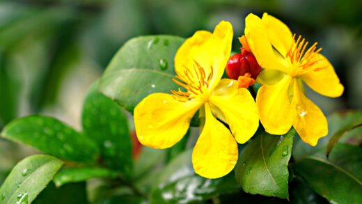 Hypericum androsaemum
