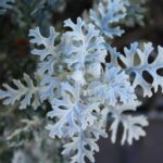 Jacobaea maritima