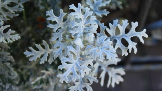 Jacobaea maritima