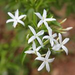 Jasminum sambac