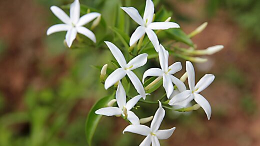 Jasminum sambac