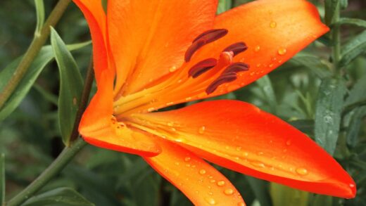 Lilium asiatic
