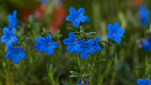 Lithodora diffusa