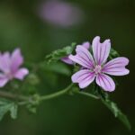 Malva sylvestris