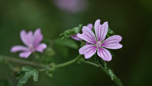 Malva sylvestris