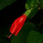 Malvaviscus arboreus var. penduliflorus