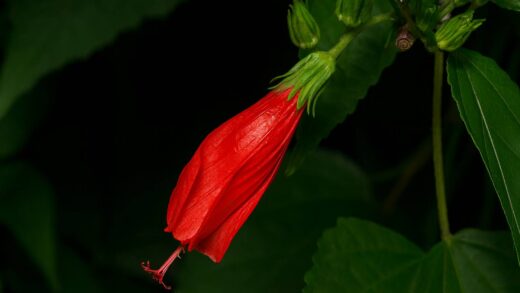 Malvaviscus arboreus var. penduliflorus