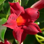 Mandevilla sanderi