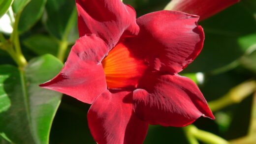 Mandevilla sanderi