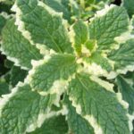 Mentha suaveolens Variegata