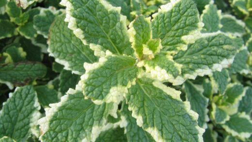 Mentha suaveolens Variegata