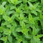 Mentha x piperita