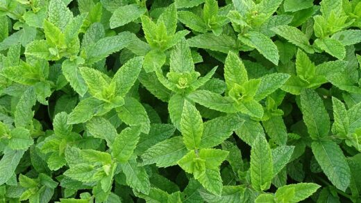 Mentha x piperita