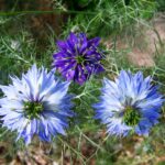 Nigella damascena