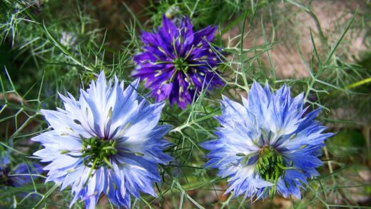 Nigella damascena