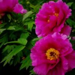 Paeonia officinalis subsp. banatica