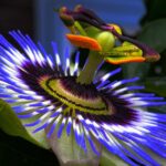 Passiflora