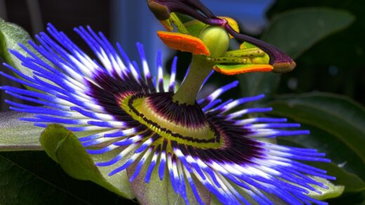Passiflora