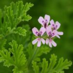 Pelargonium crispum