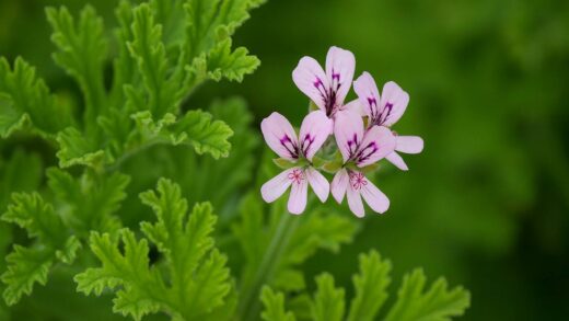 Pelargonium crispum